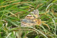Vanessa cardui
