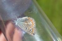 Polyommatus icarus