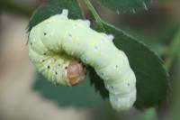Polyploca ridens