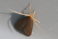 Eurodachtha pallicornella