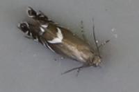 Glyphipterix simpliciella
