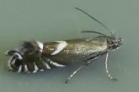 Glyphipterix simpliciella