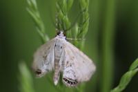 Cataclysta lemnata