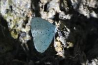 Celastrina argiolus