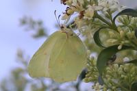 Gonepteryx rhamni
