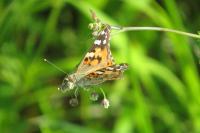 Vanessa cardui