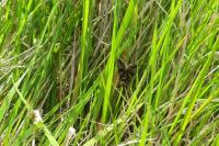 Autographa gamma
