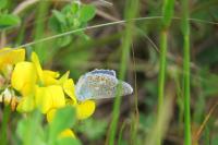 Polyommatus icarus