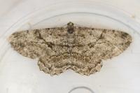 Peribatodes rhomboidaria rhomboidaria