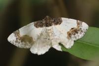 Ligdia adustata
