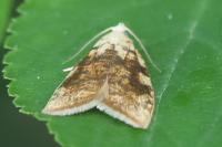 Aleimma loeflingiana
