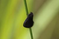 Epichnopterix