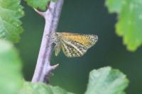 Isturgia limbaria