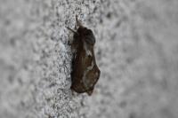 Korscheltellus lupulinus