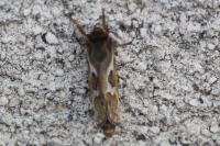 Korscheltellus lupulinus