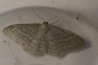 Idaea subsericeata