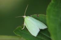 Tortrix viridana