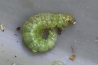 Patania ruralis
