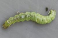 Patania ruralis