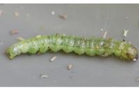 Patania ruralis