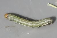 Cosmia trapezina