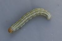 Cosmia trapezina