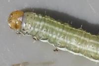 Cosmia trapezina