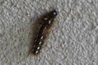 Acronicta rumicis