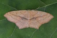 Scopula imitaria