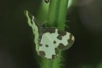 Lomaspilis marginata