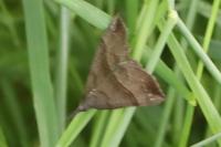 Hypena proboscidalis
