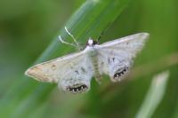 Cataclysta lemnata