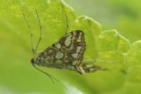 Elophila nymphaeata