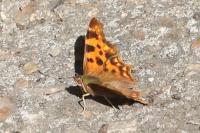 Polygonia c-album