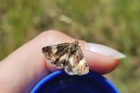 Tyta luctuosa