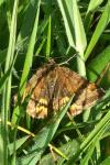 Euclidia glyphica