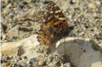 Vanessa cardui