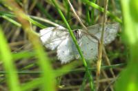 Scopula ornata