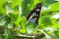 Limenitis reducta