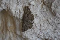 Peribatodes rhomboidaria