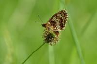 Melitaea athalia