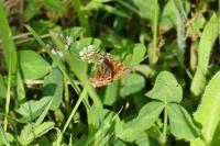 Euclidia glyphica