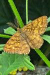 Ematurga atomaria