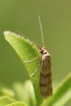 Homoeosoma sinuella