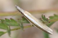 Pleurota aristella