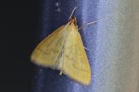 Mecyna flavalis