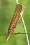 Pediasia luteella