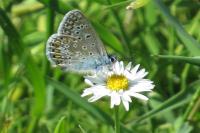 Polyommatus icarus