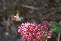 Macroglossum stellatarum