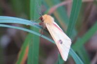 Diacrisia sannio